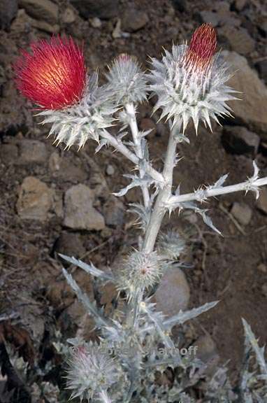 cirsium occidentale var candidissimum 1 graphic